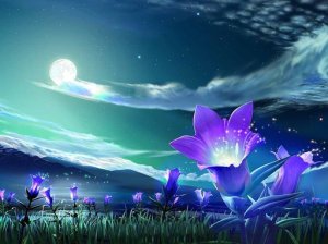 rsz_1rsz_flower-under-night-sky-wallpaper